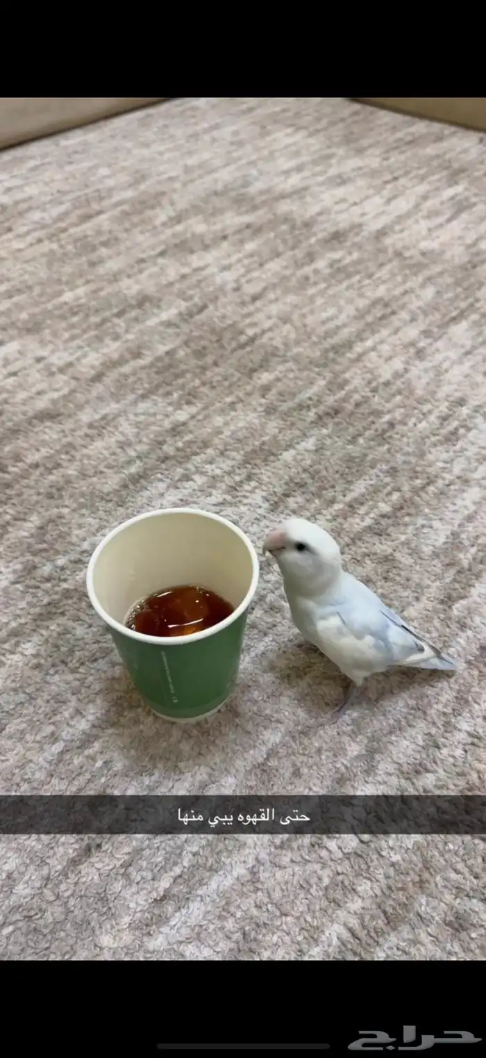 روز اليف 1
