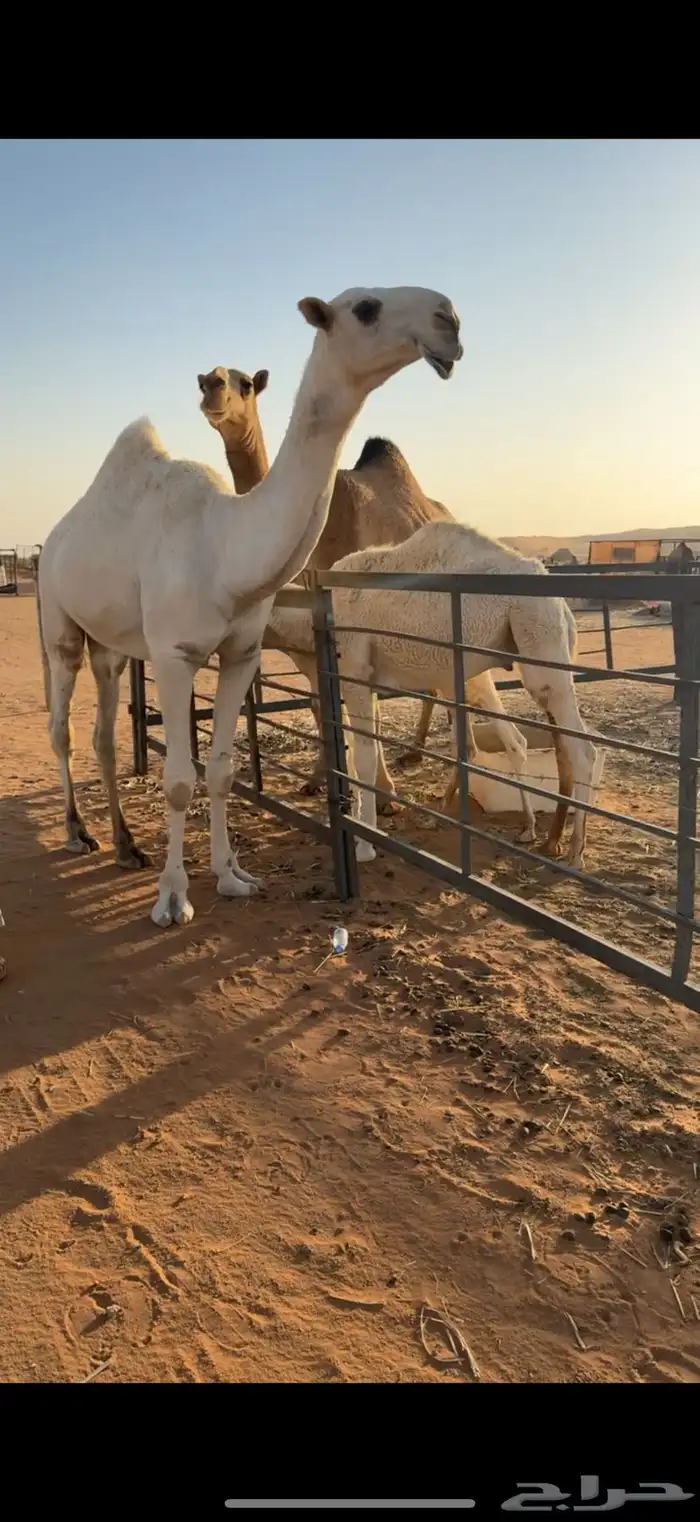 قعود حق طيب 1