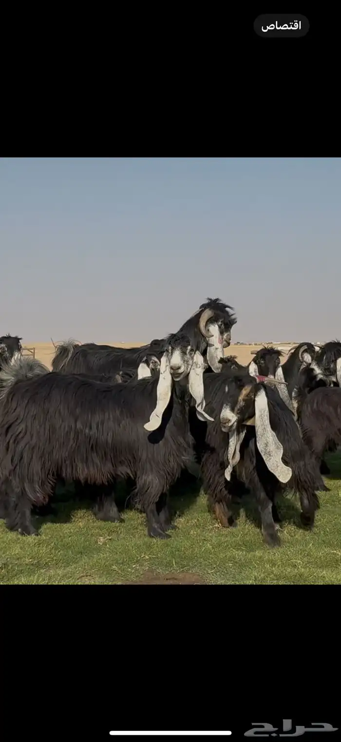 مراح عوارض صنف فاخره وسلعه نادره 1