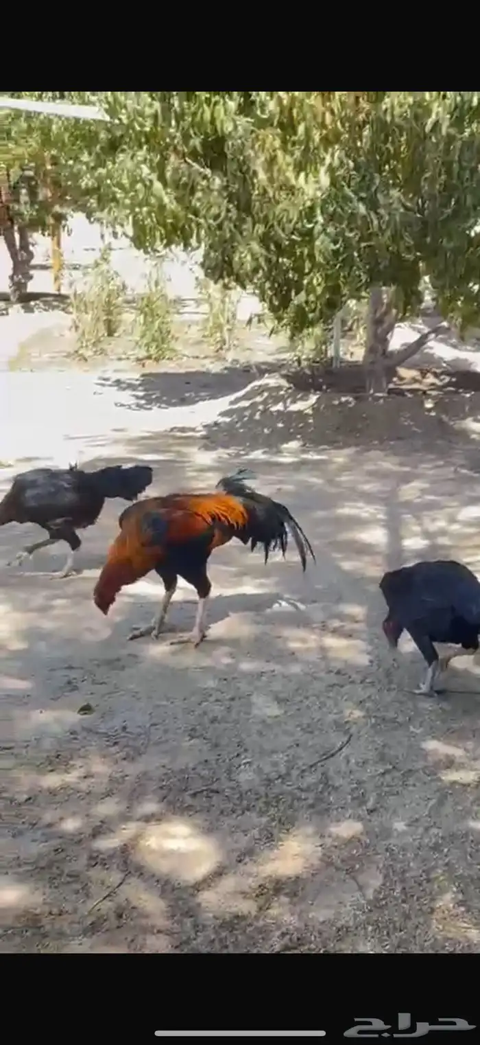 بيع دجاج باكستاني صغير وكبير الشرط الصحه والانتاج 1