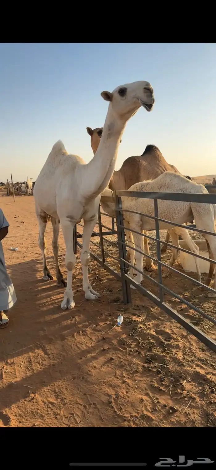 قعود حق طيب 0