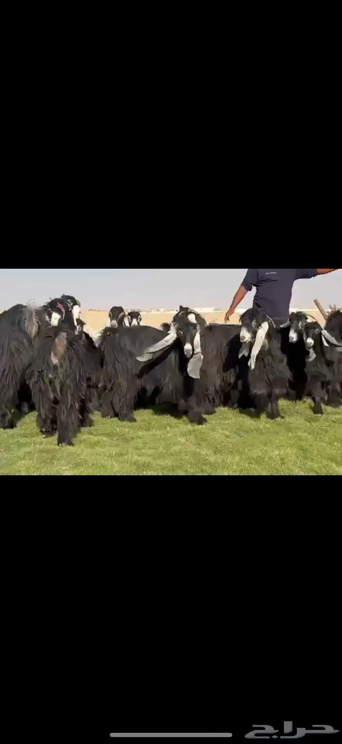 مراح عوارض صنف فاخره وسلعه نادره 3