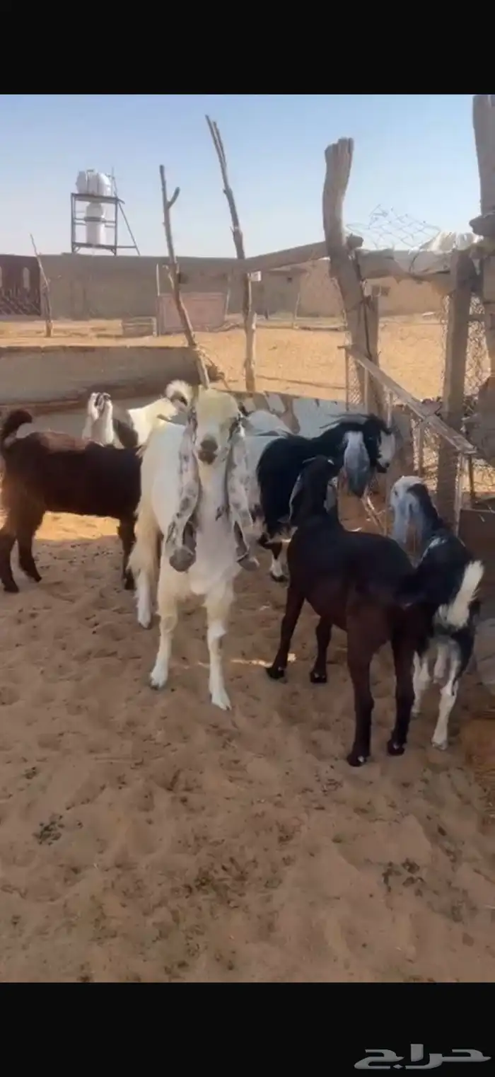 معزا للبيع العدد 6 2