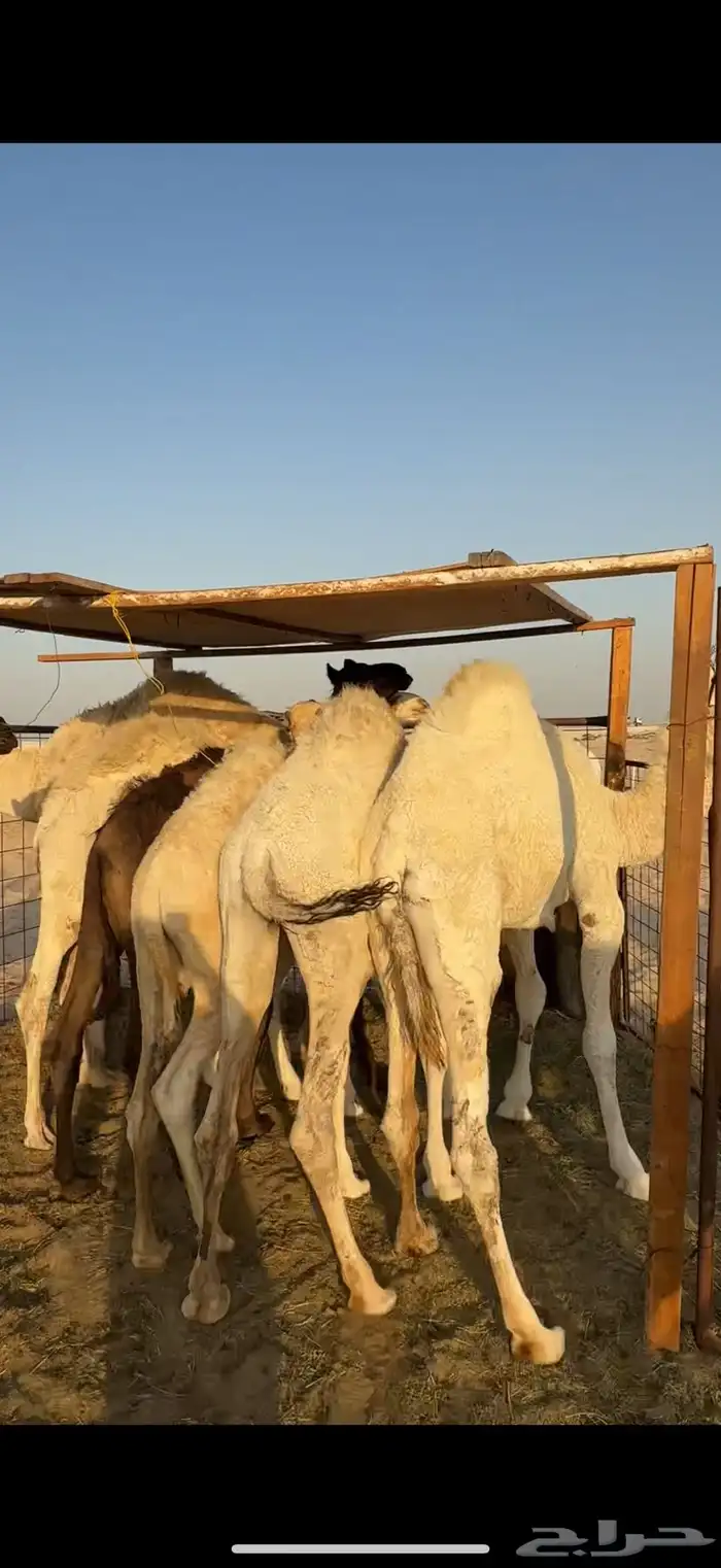 قعدان 1