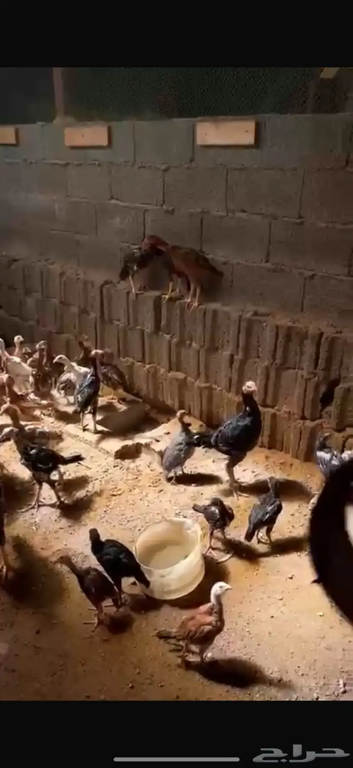 بيع دجاج باكستاني صغير وكبير الشرط الصحه والانتاج 2