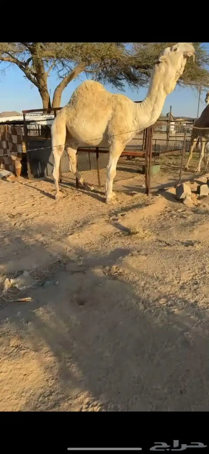 للبيع فحل اوضح 3
