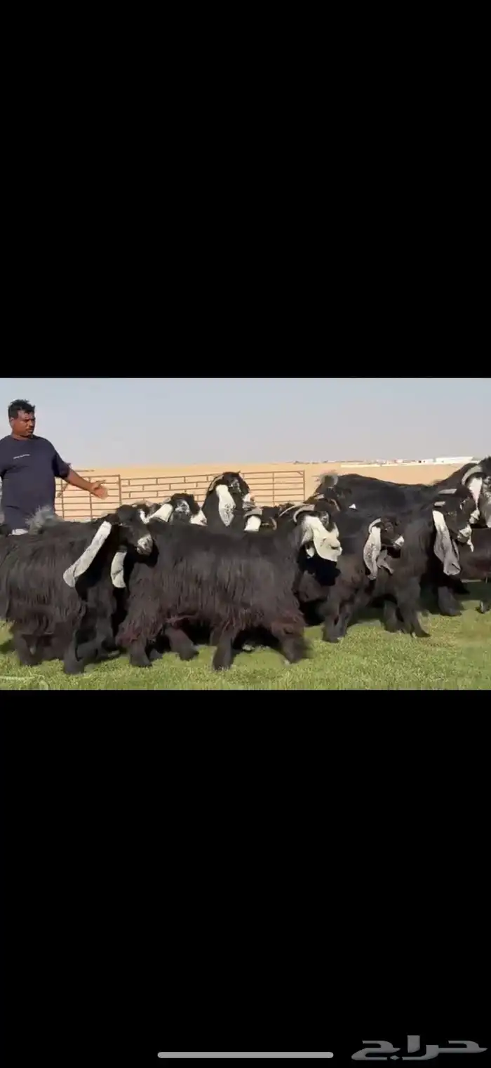 مراح عوارض صنف فاخره وسلعه نادره 7