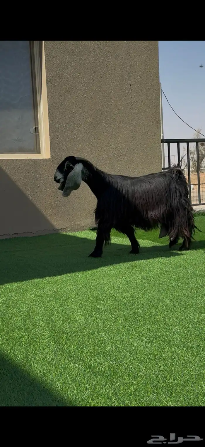 معزا عوارض مواليد ومتاويم صنف 0