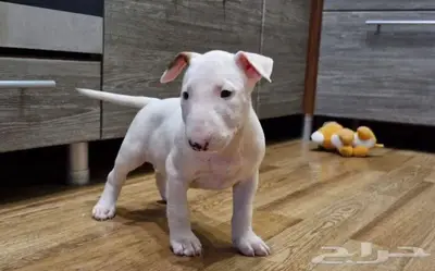 جراء بول تيرير من روسيا index