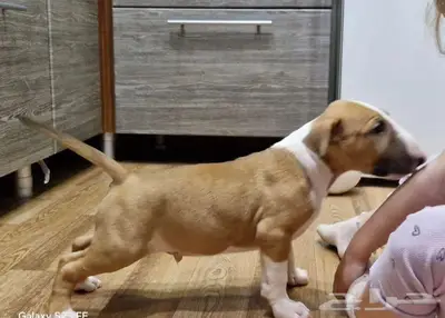 جراء بول تيرير من روسيا index