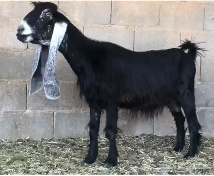 عنزين عوارض 1