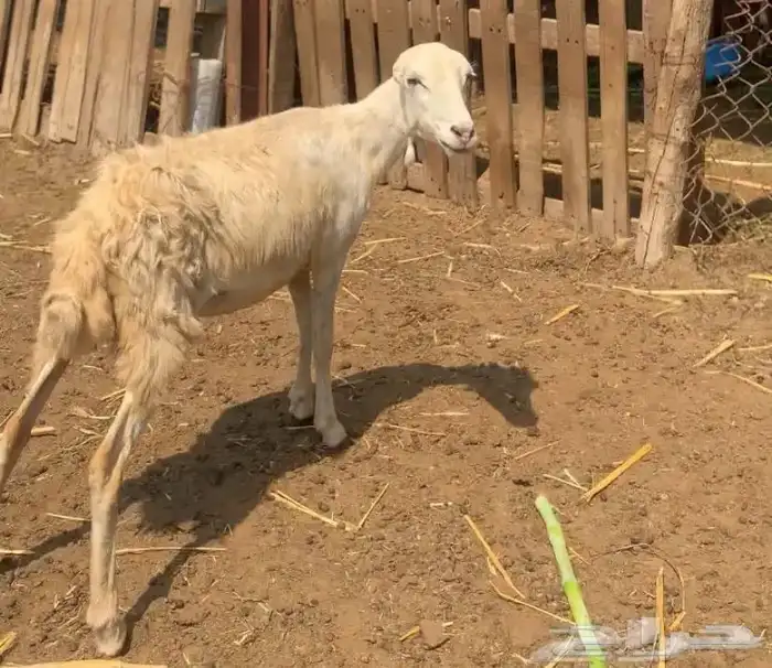 رخله بلدي 0