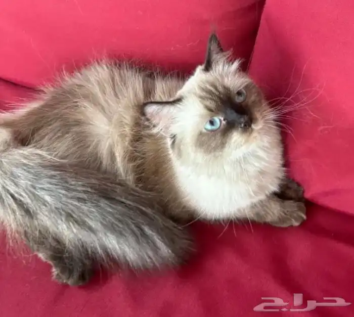 قطه تبني هملايا 1