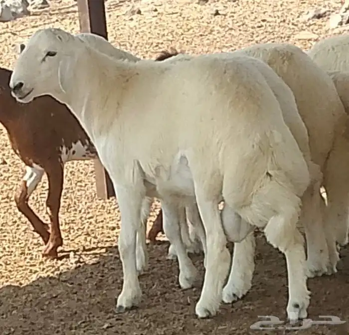 مشروع فحل للبيع اساس طيب 6