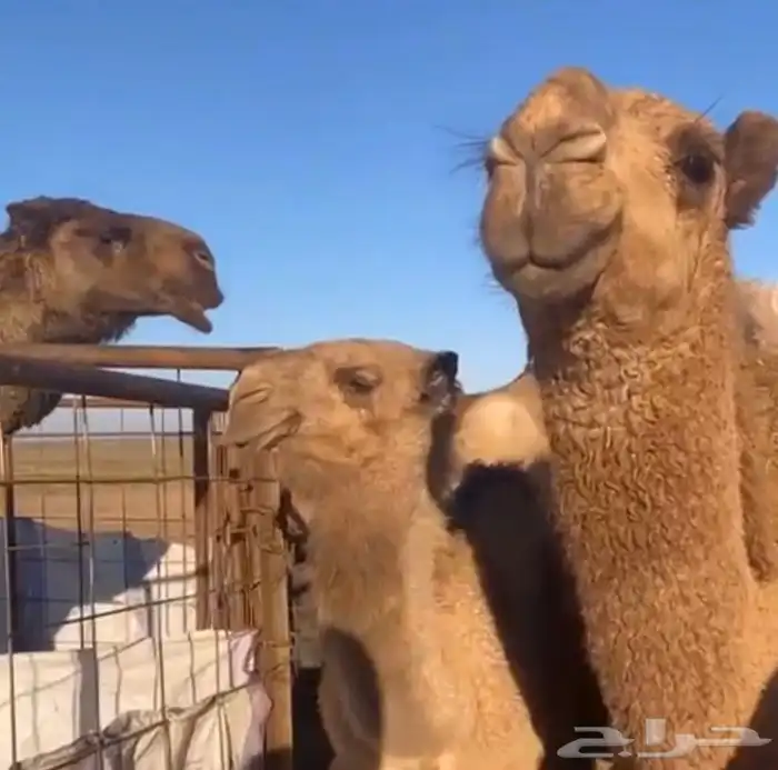 البعير المنتج سنه سديس 4