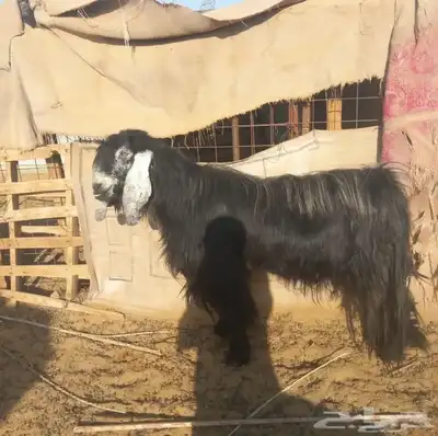 تيس عارضي 0