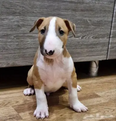 جراء بول تيرير من روسيا index