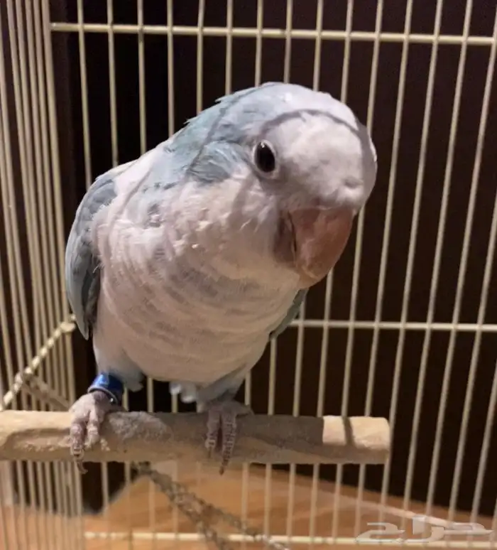 عصفور كويكر ازرق 1