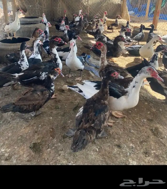 بح بياض 1