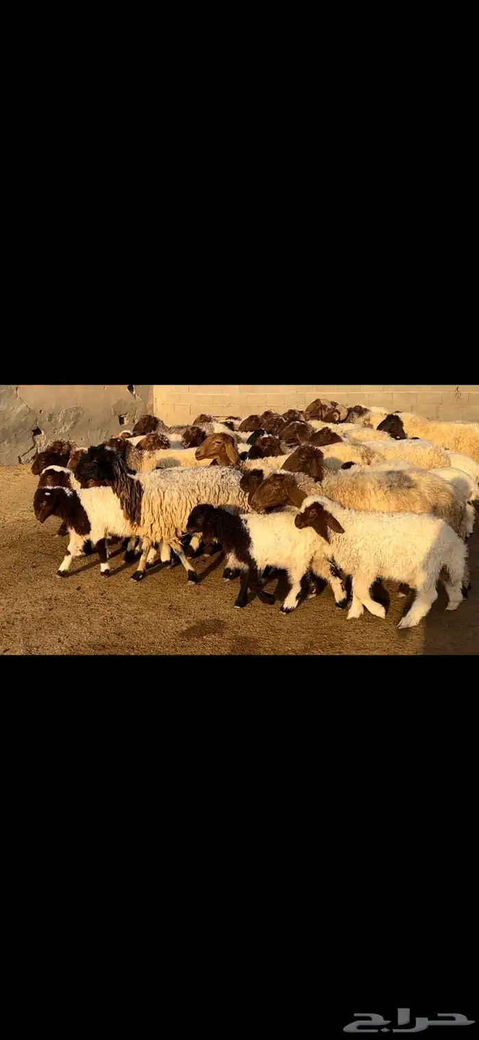 غنم نعيم متابيع فاخره . 10