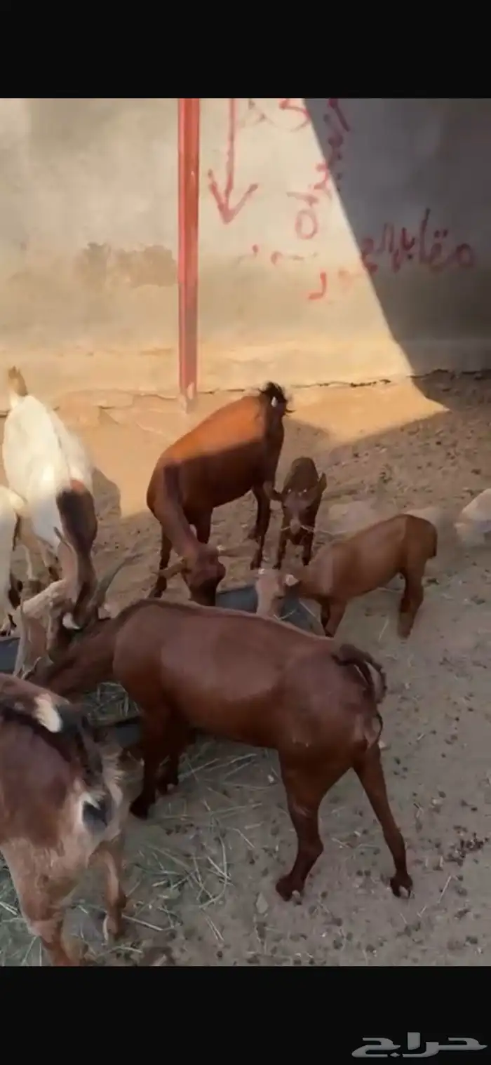ماعز دهم جنوبي 19