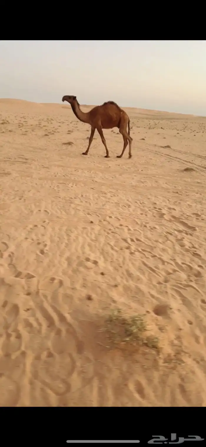 قعود علئ بعارين فنجال 1
