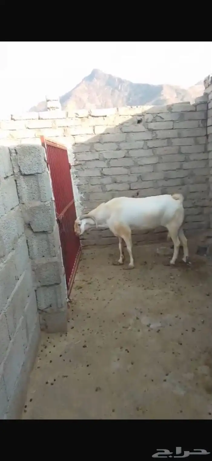 تيس بيشي فحل للبيع 2