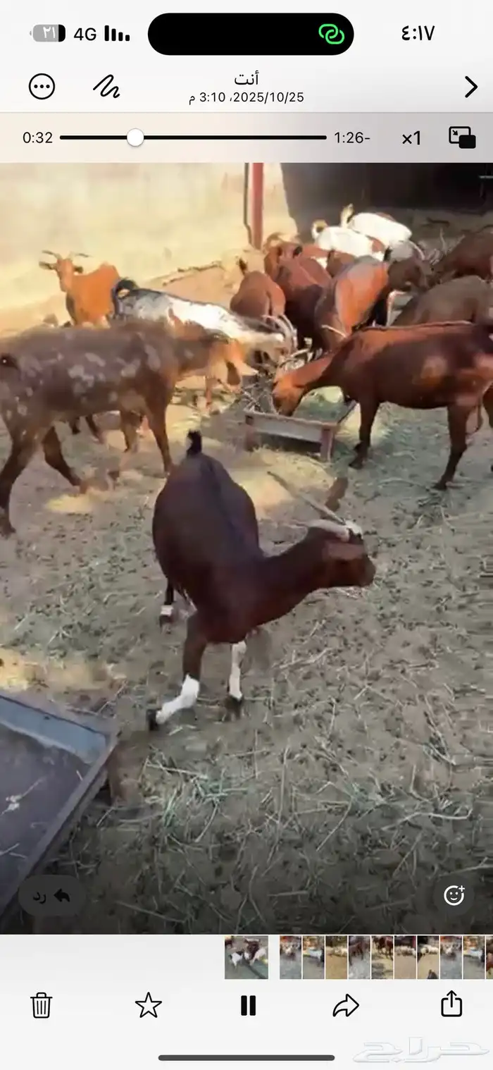 ماعز دهم جنوبي 8
