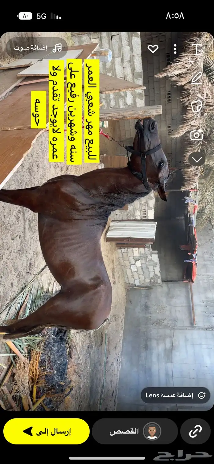 خيل 0