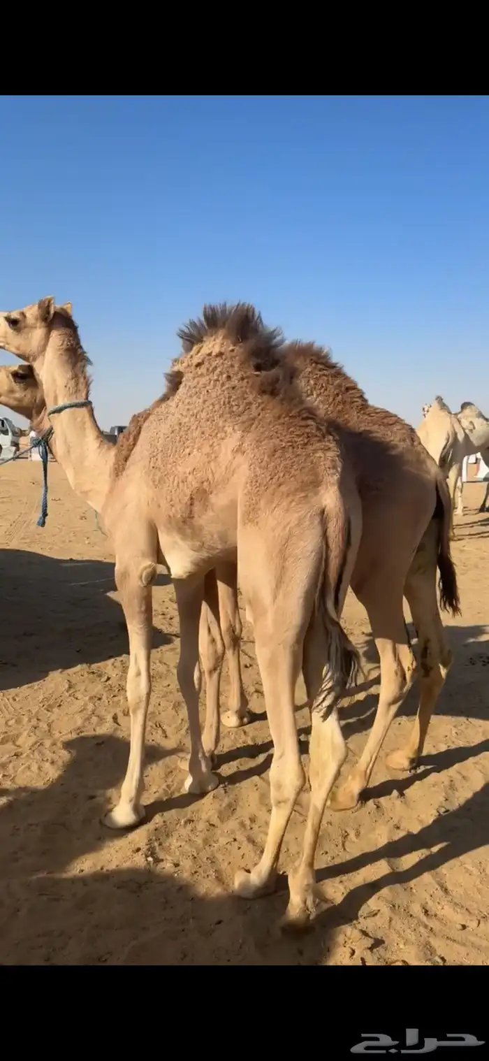 قعدان بلدي مغلقه للبيع 2