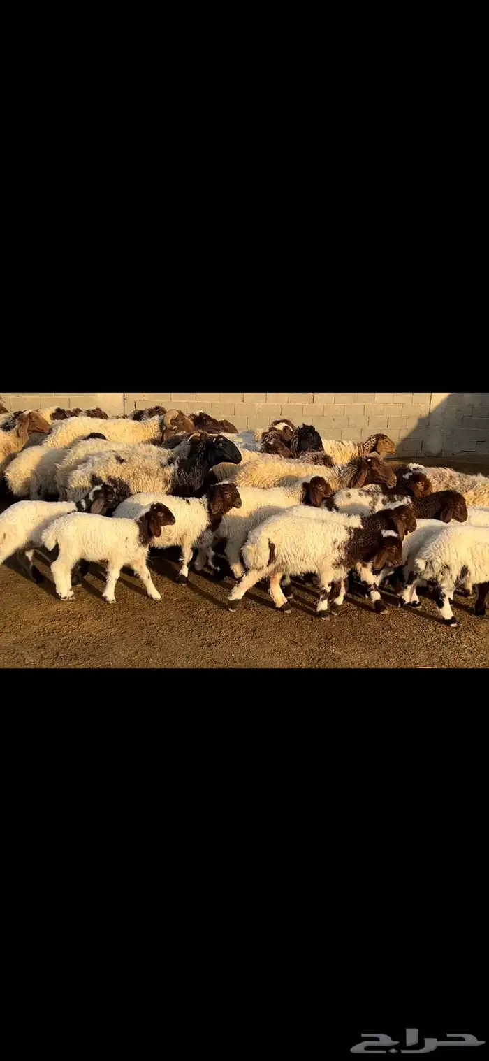 غنم نعيم متابيع فاخره . 7