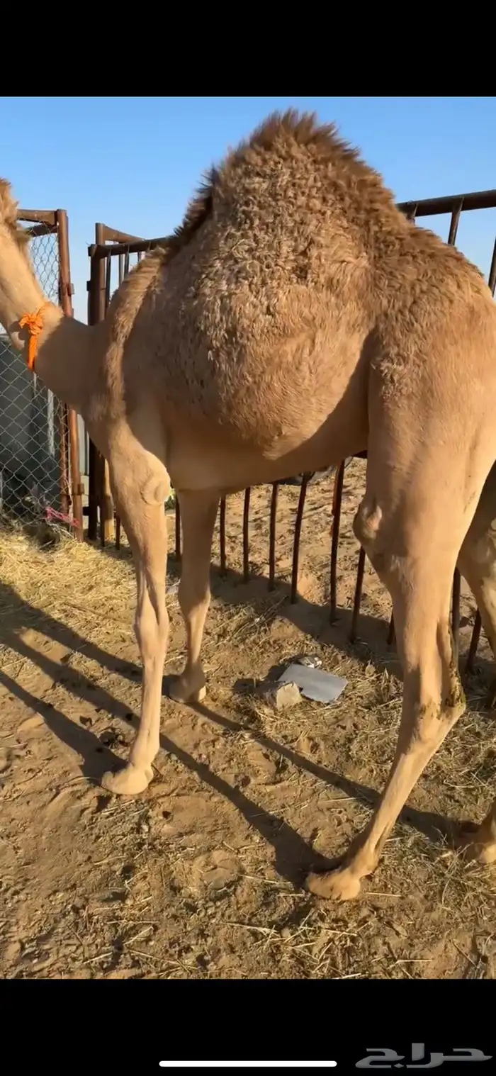 قعدان بلدي مغلقه للبيع 3