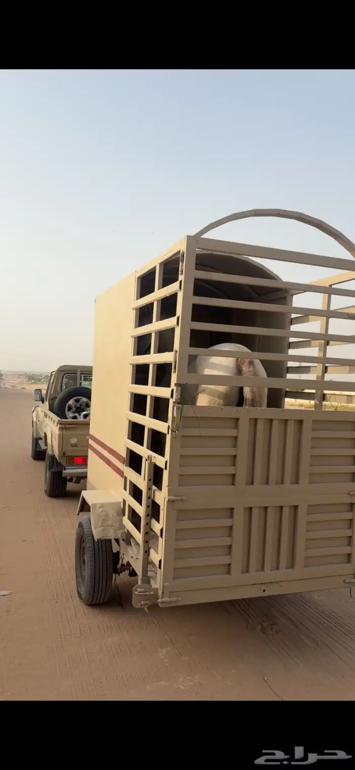 عربه خيل للبيع 0