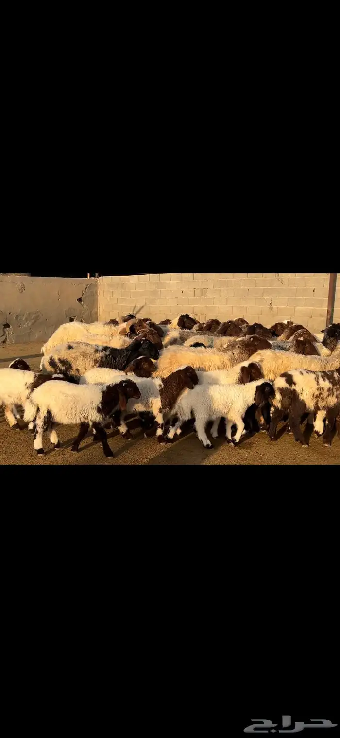 غنم نعيم متابيع فاخره . 5