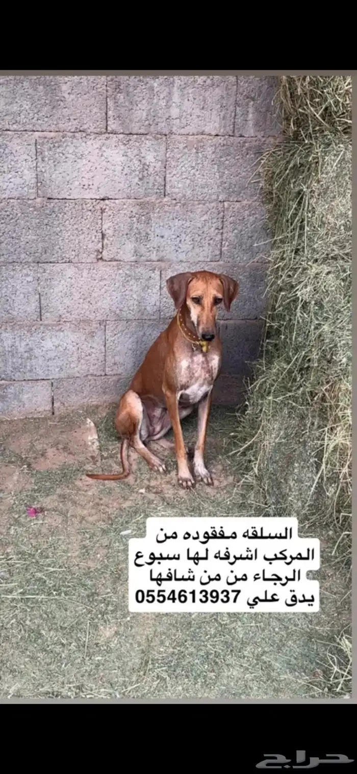 سلقه مفقوده ومن عينها يبشر بسعده 0