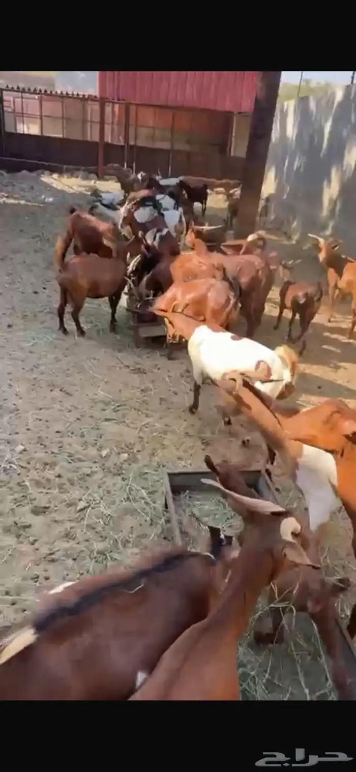 ماعز دهم جنوبي 12