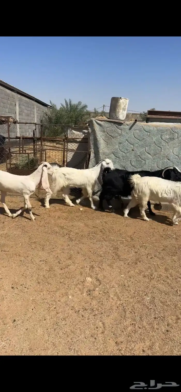 معزا مشاريك 1