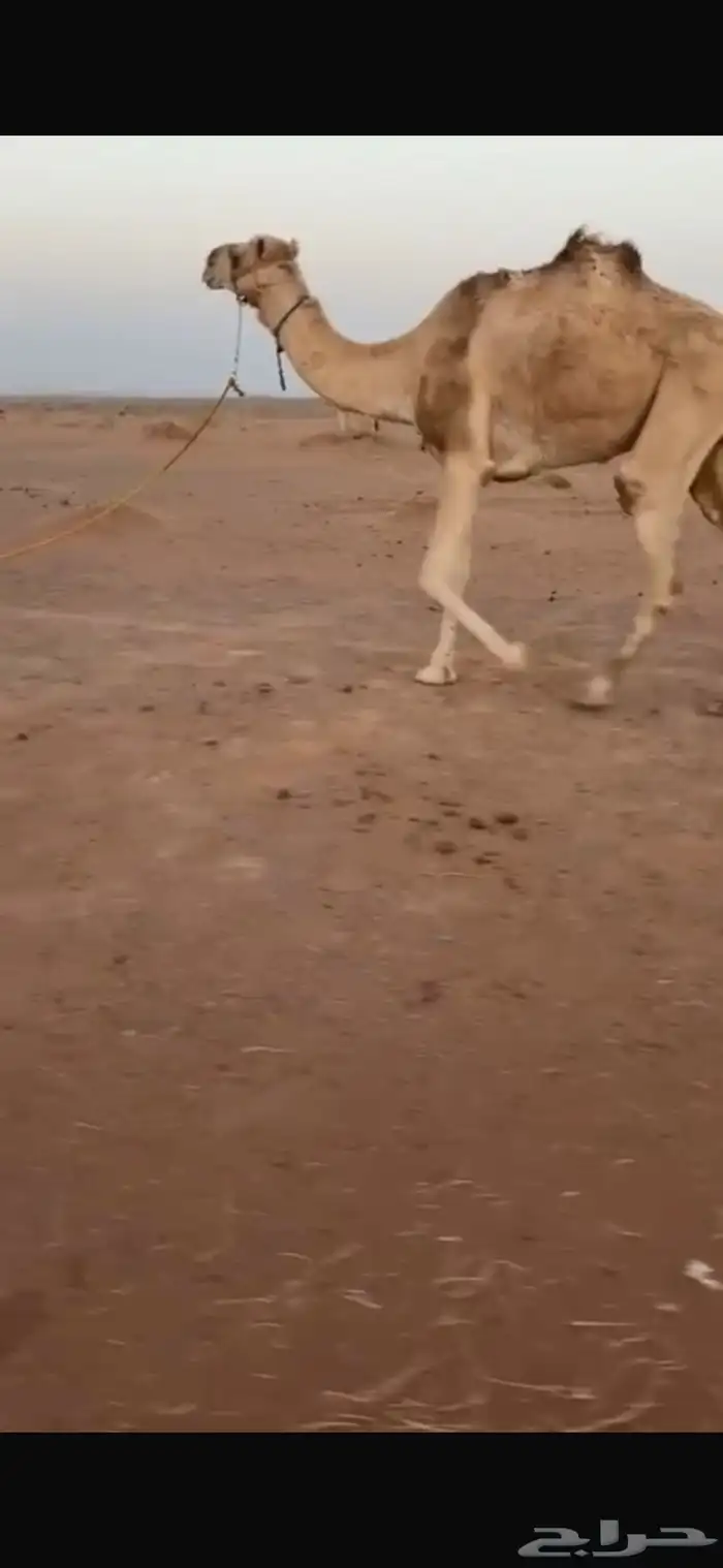 للبيع ركبي طيب طوع شرط 1
