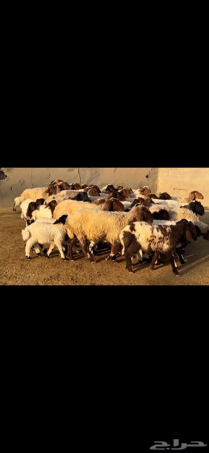 غنم نعيم متابيع فاخره . 13