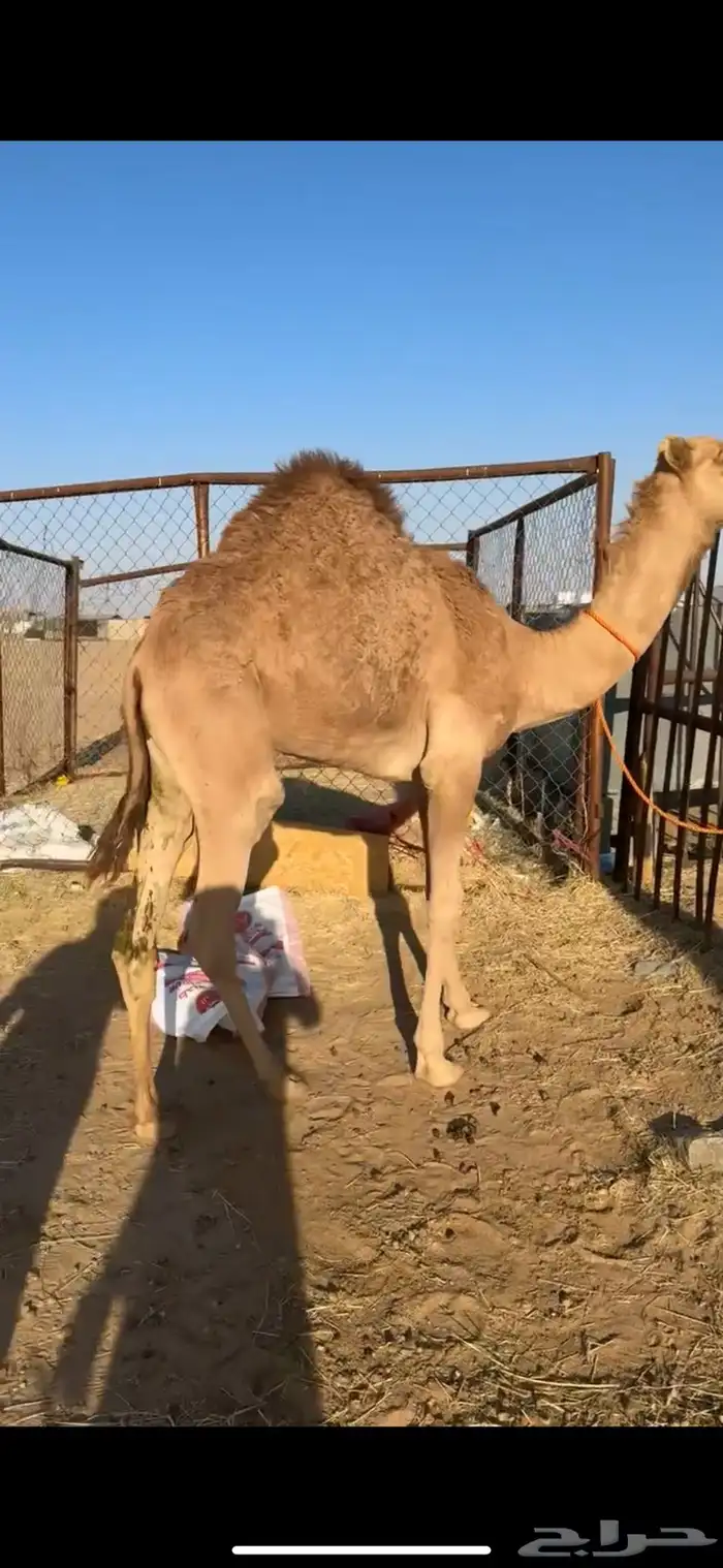 قعدان بلدي مغلقه للبيع 4