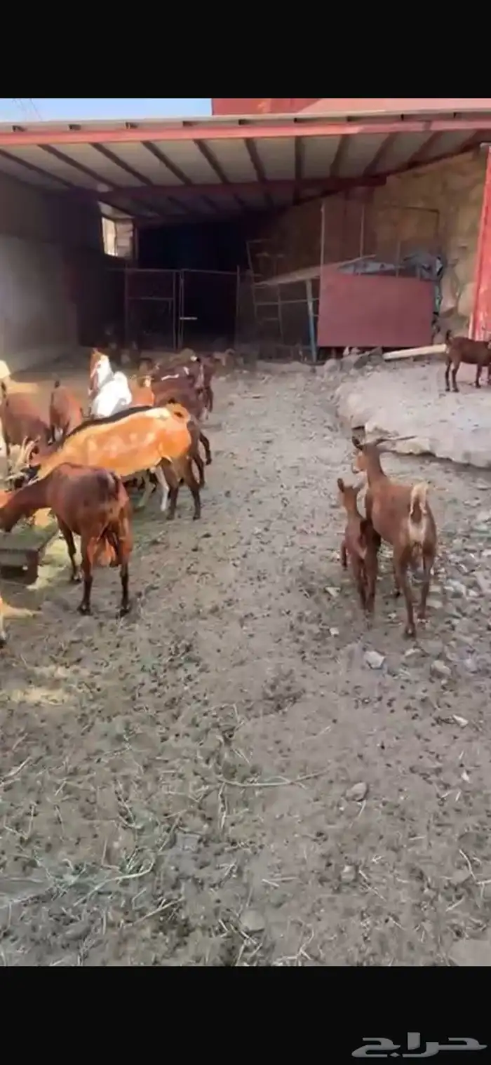 ماعز دهم جنوبي 18