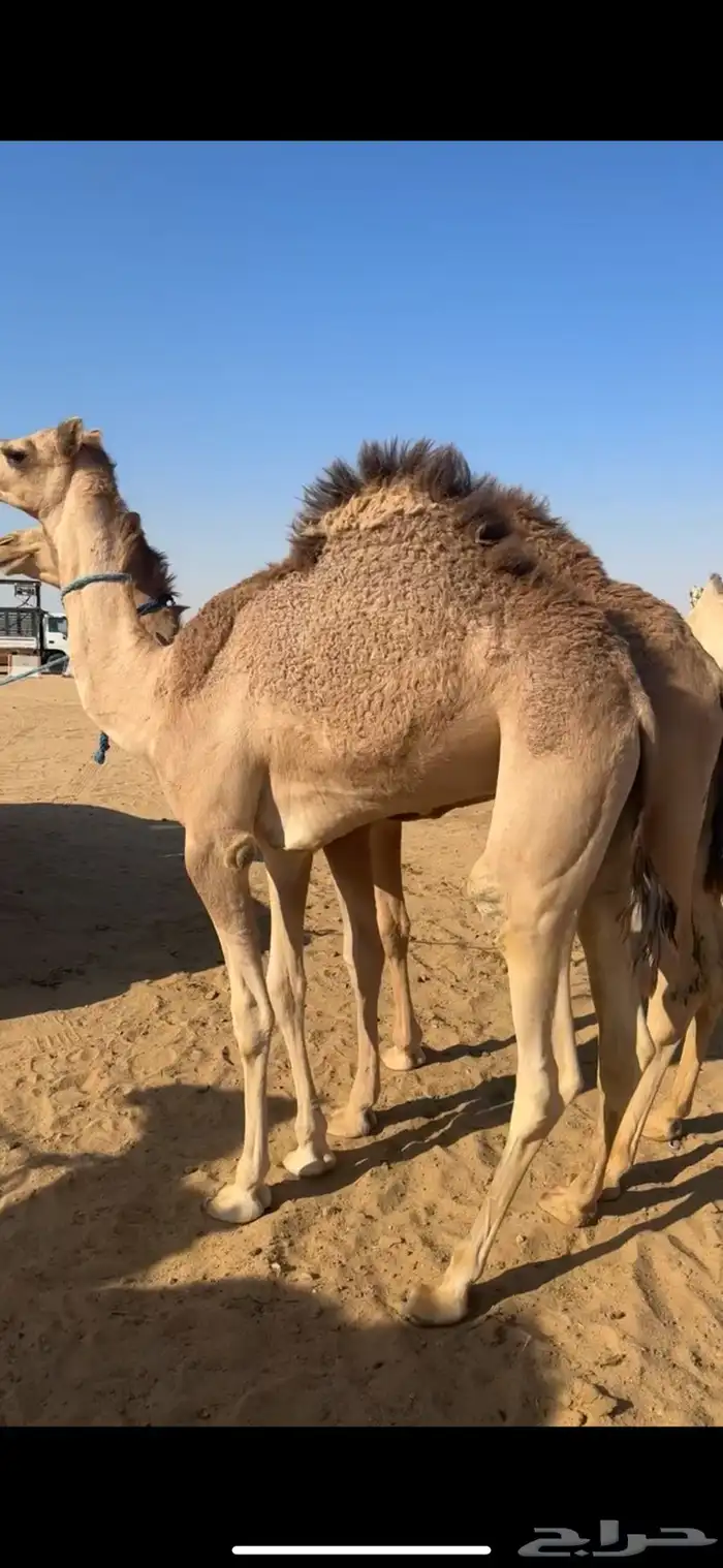 قعدان بلدي مغلقه للبيع 0