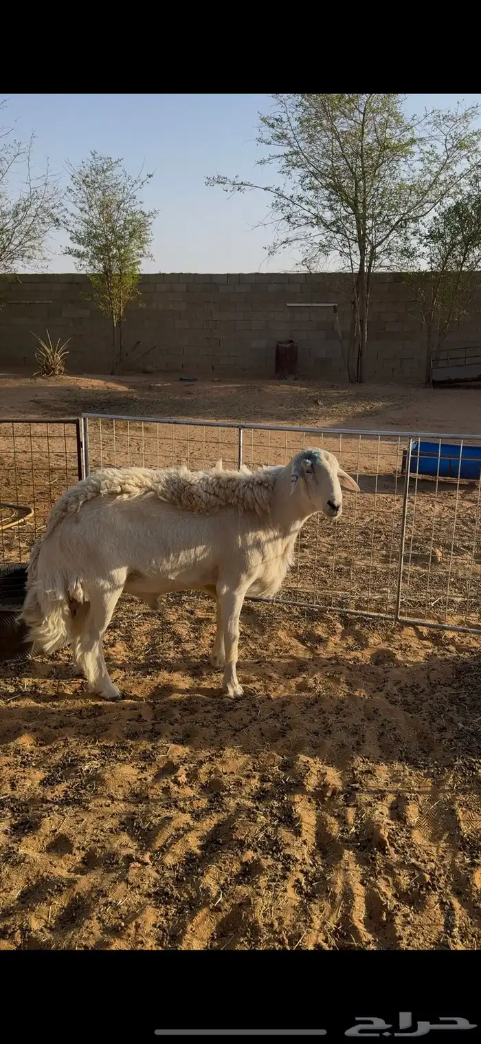 فحل حري صنف مشروط وفيه نسبه مالطيه 1