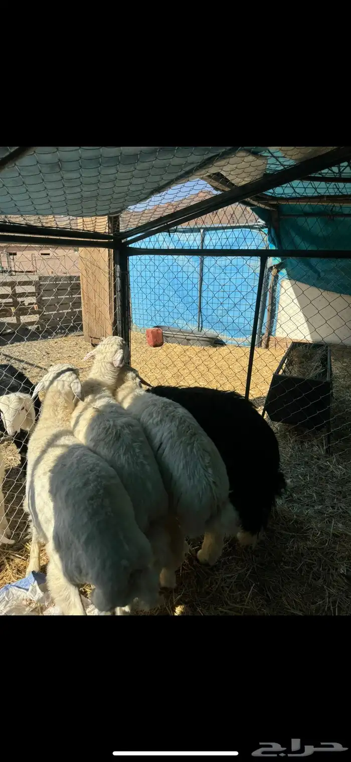 4 طليان نظيفه وسمان 1