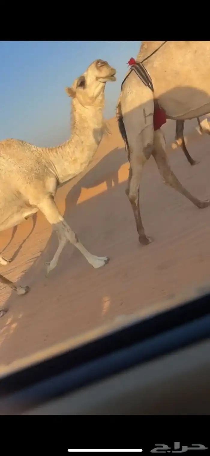 ذود كفو وضح 4