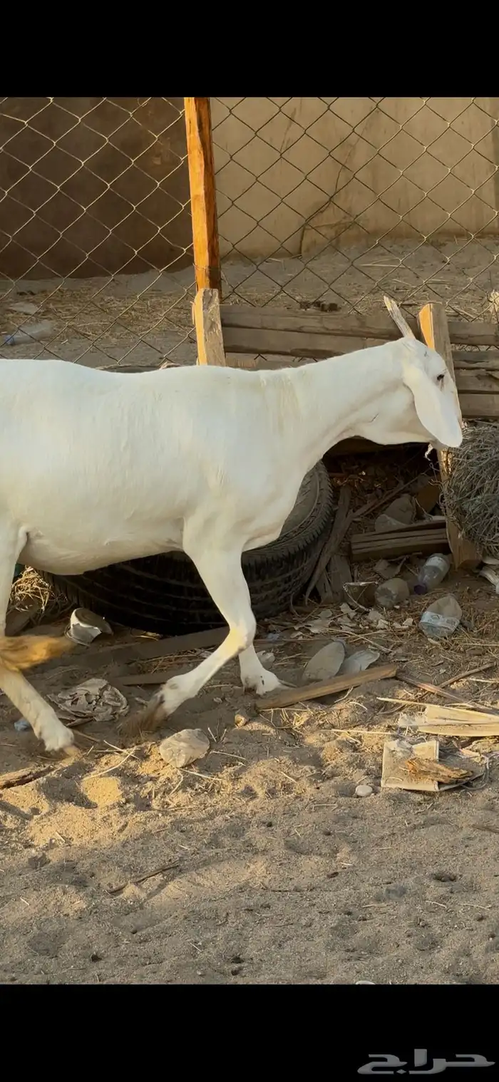 رخل سواكنيه رباع بيضاء برصاء فاخره صنف ( تم البيع ) 2