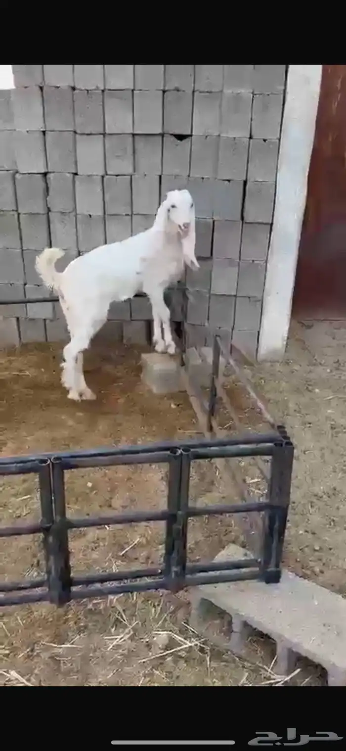 جفره مطوره خصم 3