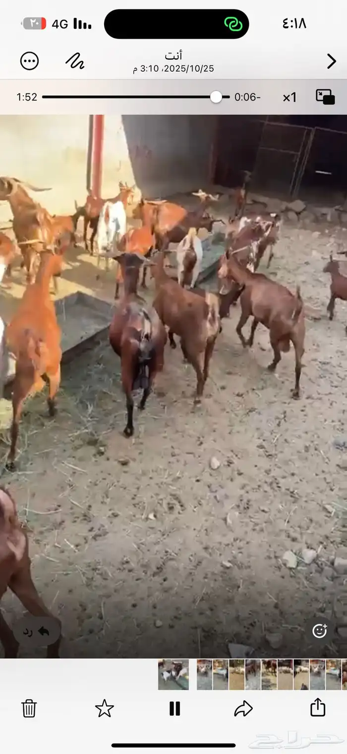 ماعز دهم جنوبي 4