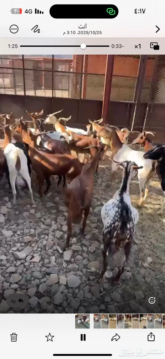 ماعز دهم جنوبي 7