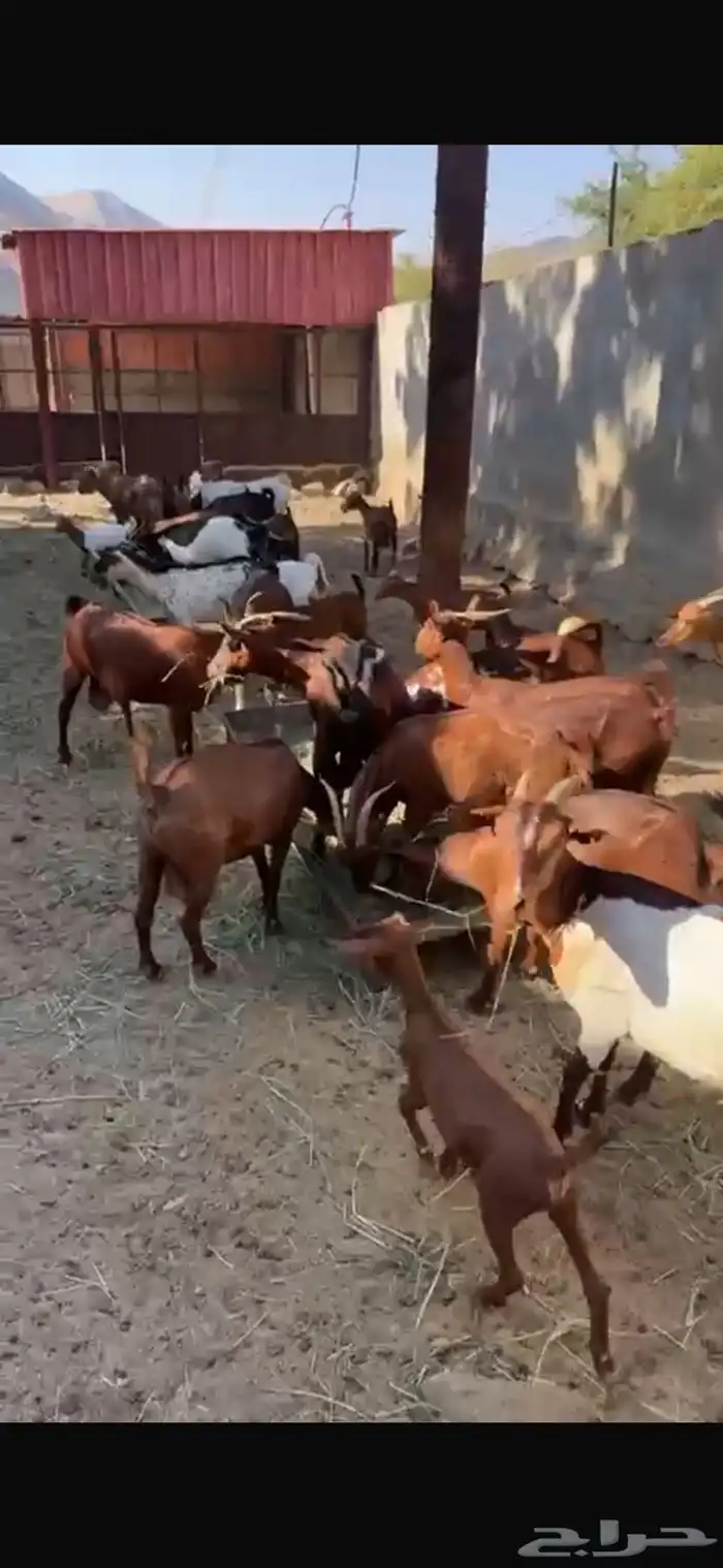 ماعز دهم جنوبي 11